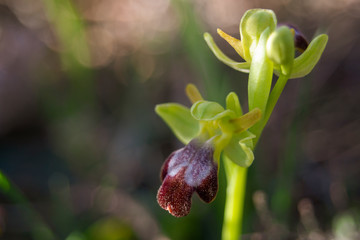 Closeup of wild orchid.jpg