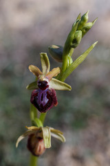 Obraz premium Closeup of wild orchid.jpg