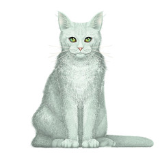  Hand drawn realistic portrait of white cat – isolated illustration on the white background – symmetrical composition - 258994040