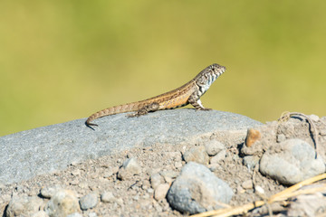 lagartija