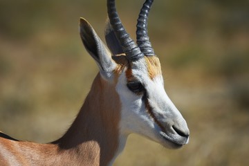 Fototapeta premium Springbock (antidorcas marsupialis) in der Kalahari (Namibia)