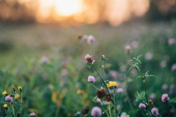 Summer field in bloom
