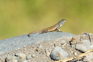 lagartija
