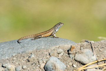 lagartija
