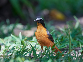 White-crowned robin-chat (Cossypha albicapilla)