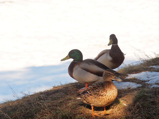 A group of ducks walking on the thaw. It's spring.