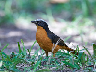White-crowned robin-chat (Cossypha albicapilla)