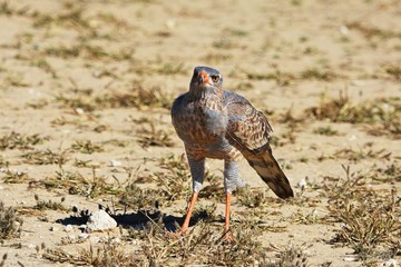 Weißbürzel-Singhabicht (Melierax canorus) im Kgalagadi-Transfrontier-Nationalpark in Südafrika