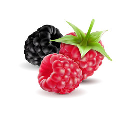 Realistic vector. Blackberries with raspberries set isolated on white background. Macro, 3d illustration