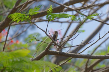 Active wild bird near Lake Babogaya in Ethiopia,February 2019