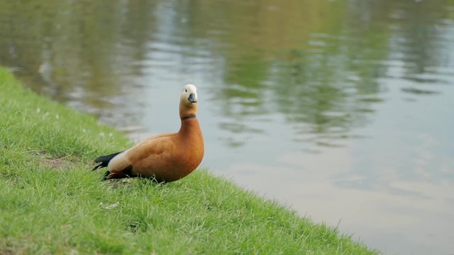 A ruddy shelduck, tadorna ferruginea, or Brahminy duck on a grass near pond water turn the neck to the camera. A ruddy shelduck standing resting on a grass alone at daylight