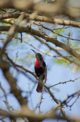 Active wild bird near Lake Babogaya in Ethiopia,February 2019