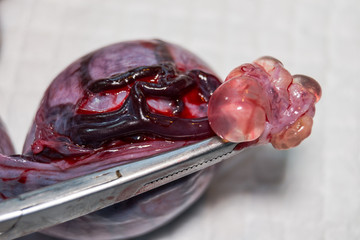 uterus of a cat with pyometra and a big ovarian cyst