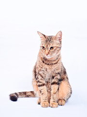 stripped stray cat in white background