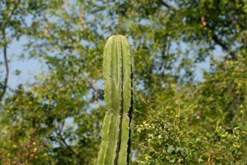 CACTUS