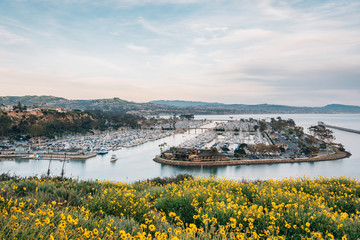 Yellow flowers and view of the harbor from Harbor Point Park, Dana Point, Orange County, California