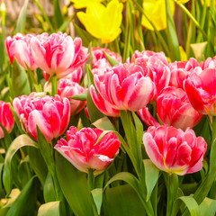 Closeup of beautiful tulips. Spring flowers blossom background. Fresh plant in garden. Tulip field