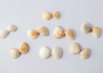 Shells