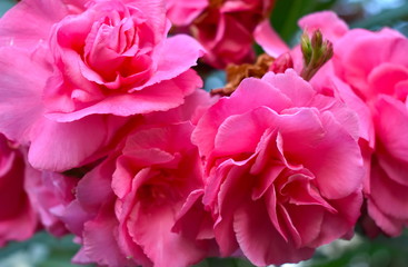 Pink Roses blossom