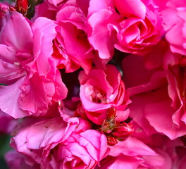 Obraz premium Pink Roses blossom