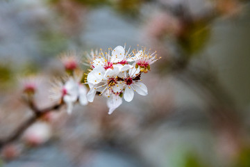 Spring flowers in bloom