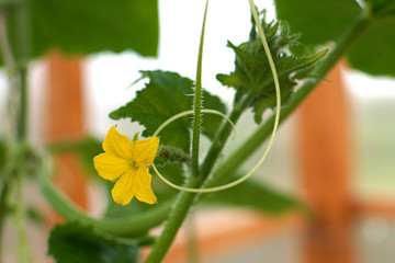 Cucumbers bloom