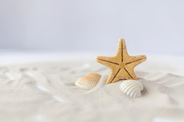 Fototapeta na wymiar Sea star in the sand