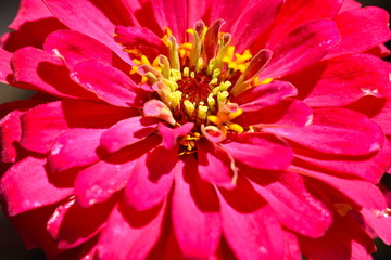 Zinnia Flower Blossom