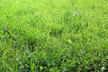 Green Grass