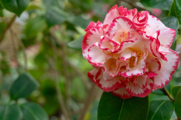 Kamelie Margaret Davis (Camellia japonica) im Frühling.  Weiß rote Kamelie Margaret Davis im April. - 258997073