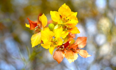 Parkinsonia Flowers Background