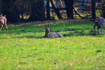 Deer resting in the shade
