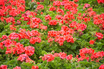 red flowers in the garden