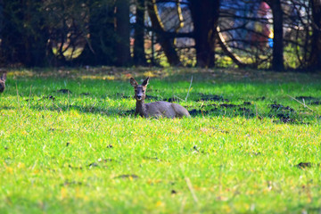 Deer resting on a meadow