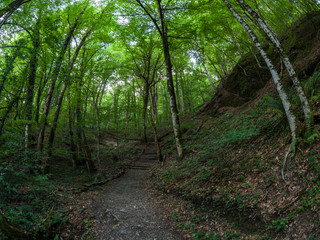 Tourist path in the summer mountain forest.