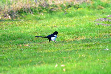 Magpie searching for food