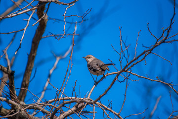 Mockingbird in tree