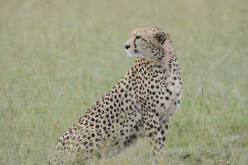 Portrait Cheetah in Massai Mara