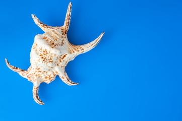 Sea shell on blue background