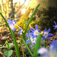 Oster Scilla Hintergrund