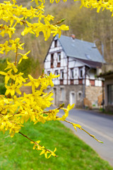 Forsythia flowers in front of with green grass and european house. Golden Bell, Border Forsythia...