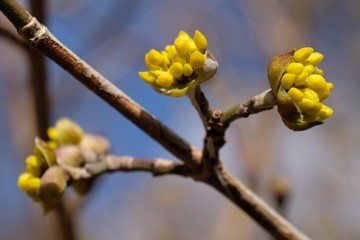 Dereń jadalny (Cornus mas) - pąki na drzewach wczesną wiosną © Iwona