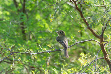 Obraz premium papamoscas