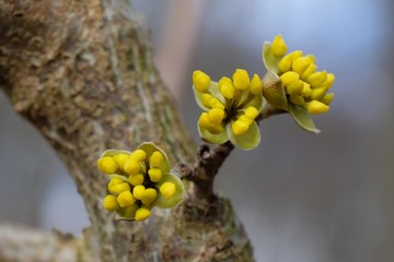 Dereń jadalny (Cornus mas) - pąki na drzewach wczesną wiosną
