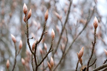 Buk pospolity (Fagus sylvatica) - pąki na drzewach wczesną wiosną © Iwona