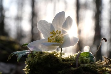 Zawilec gajowy (Anemone nemorosa)