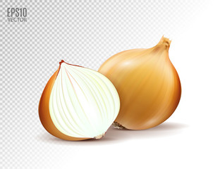 Vector fresh onion with half on a transparent background. Realistic vector, 3d illustration