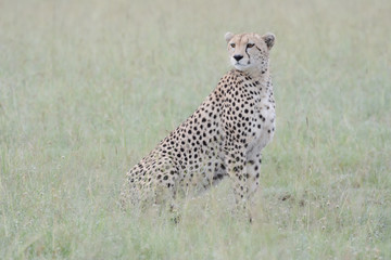 Portrait Cheetah in Massai Mara
