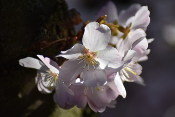 Blüten einer Vogelkirsche