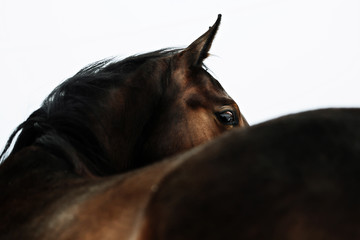 An abstract shot of the head of a horse taken from behind the back of the horse.